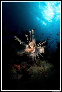 Snoot on lionfish... by Dray Van Beeck 